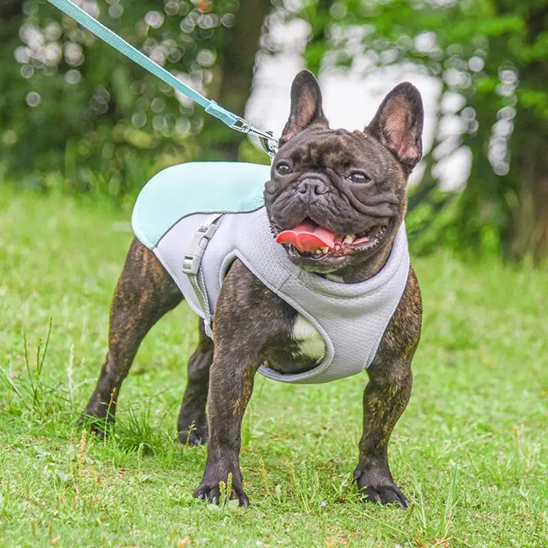 Dog Cooling Vest for Outdoor Activities 4