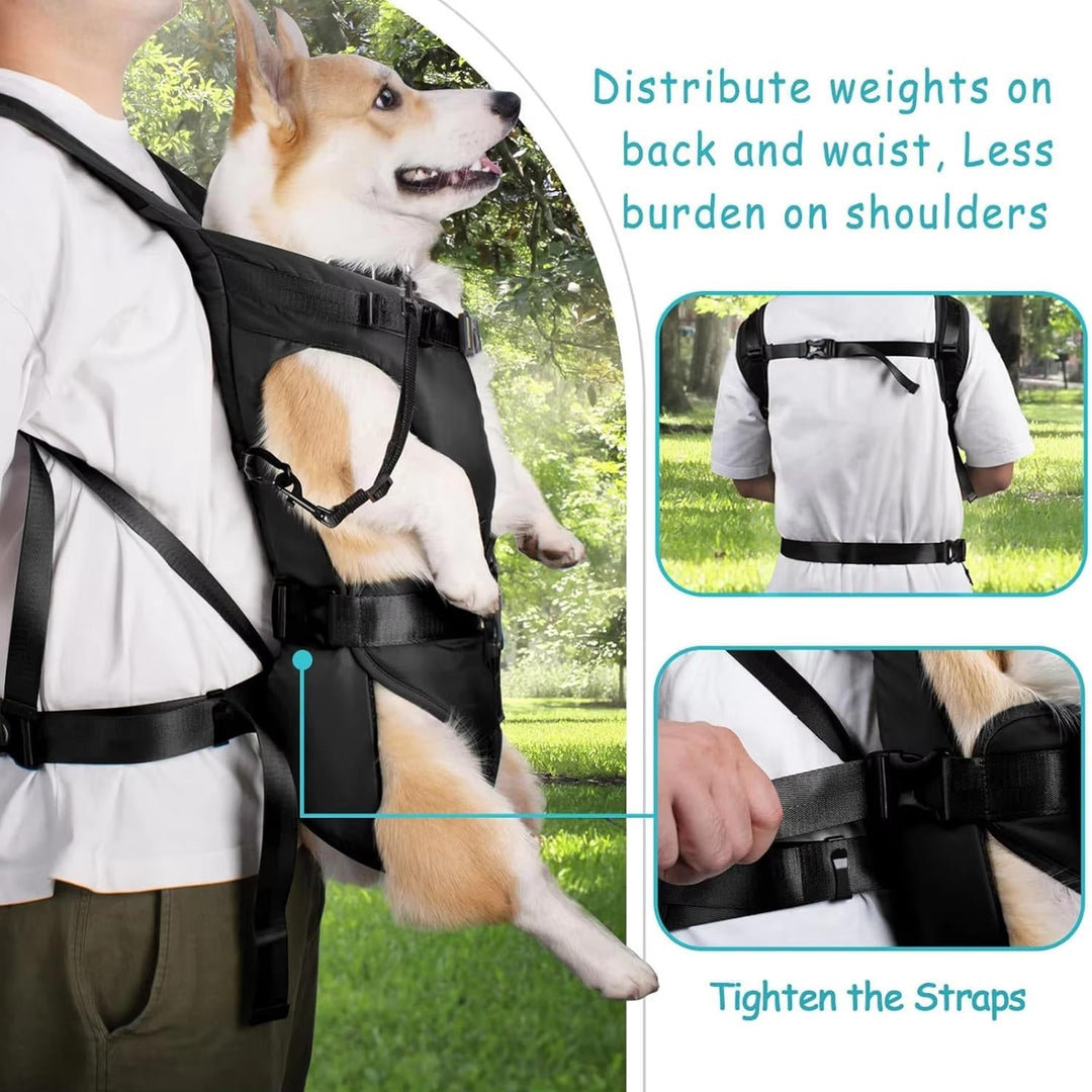 Dog carrying backpack 3