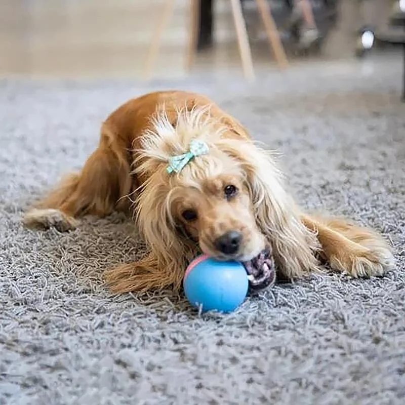 Magic ball pet movement toy 5
