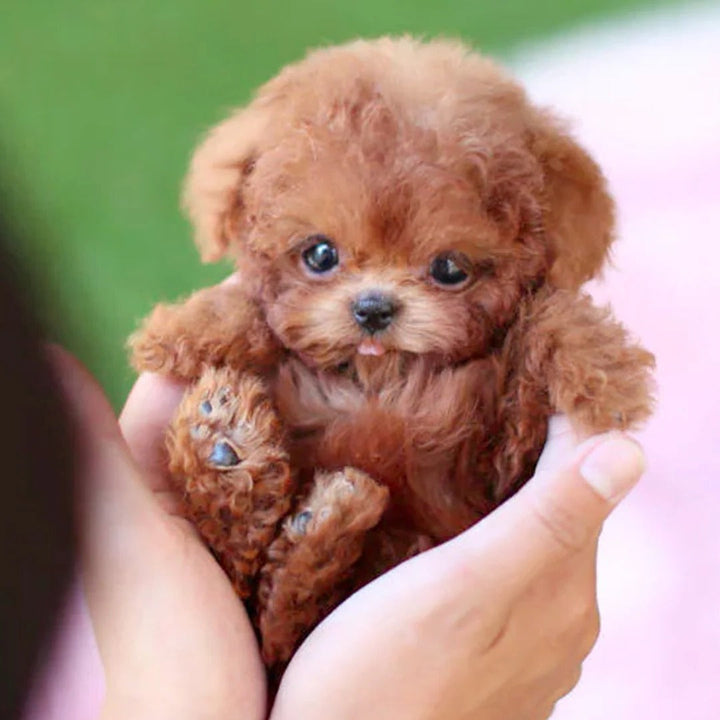 Realistic robot puppy 2