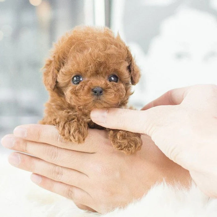 Robot puppy interactive toy realistic puppy for kids 4